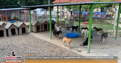 От началото на годината 42 кучета от общинския приют в Казанлък намериха своя дом От началото на годината 42 кучета от общинския приют в Казанлък намериха своя дом